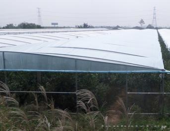 [產品賣點] 農用大棚膜 塑料薄膜 溫室大棚塑料布 產品類別:保溫膜