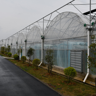 蔬菜種植大棚 連動薄膜大棚 塑料薄膜溫室大棚廠家
