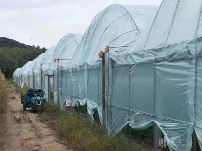 嘎嘎甜!“熊貓柿子”為阿城特色種植業蹚新路