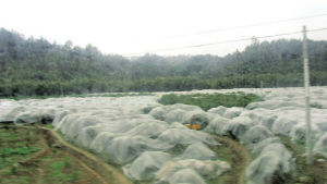廣西融安兩萬多噸金桔滯銷 政府全國各地求銷路_滯銷信息_新浪財經_新浪網