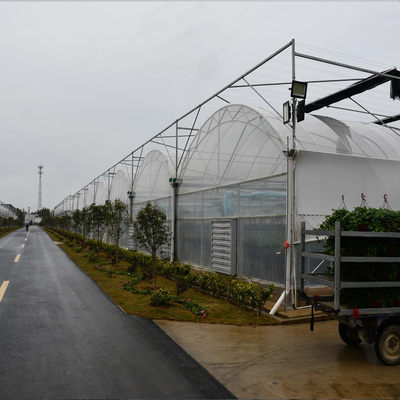 蔬菜種植大棚 連動(dòng)薄膜大棚 塑料薄膜溫室大棚廠家