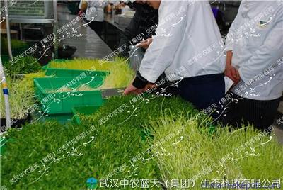 武漢芽苗菜市場前景看好自產(chǎn)自銷芽菜好賺錢-農(nóng)村創(chuàng)業(yè)項目